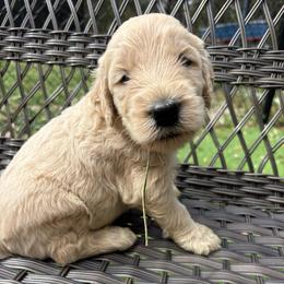 Green - Cream male Goldendoodle puppy in Brooksville, Florida from Abby’s Standard Goldendoodles