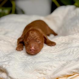 Jagger - Red  male Goldendoodle puppy in Queen Creek, Arizona from Goldendoodle AZ