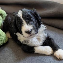 Artemis - Black tri-color female Aussiedoodle puppy in New Durham, New Hampshire from Ridgeview Aussiedoodles