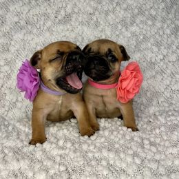 French Bulldog Puppies from GavFam Frenchies