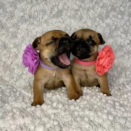 French Bulldog Puppies from GavFam Frenchies