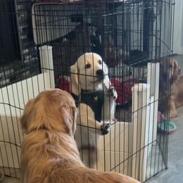 Shay - Golden female Golden Retriever puppy in Aliso Viejo, California from Golden Puppy Dog