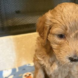 Goldendoodles from Maggnificent Doodles