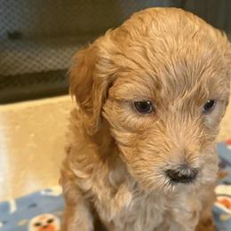 Goldendoodles from Maggnificent Doodles