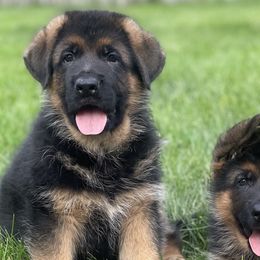 Boy 1 - German Shepherd puppy in Richfield, Minnesota from Midwest GSD LLC