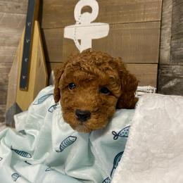 Toby - Red  male Poodle puppy in Osseo, Michigan from Paws in the Country