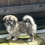 Tibetan Spaniel Puppies from Trinity Tibetan Spaniels