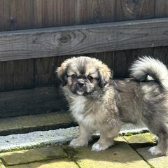 Tibetan Spaniel Puppies from Trinity Tibetan Spaniels