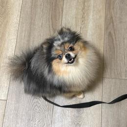Daisy - Merle female Pomsky puppy in Green Bay, Wisconsin from OG's Pomskies