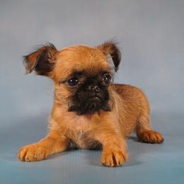 AKC Red Collar - Red female Brussels Griffon puppy in Florida from Robin’s Griffons