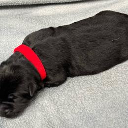 Boy 2 - red collar - Black male German Shepherd puppy in Sharon Grove, Kentucky from Julie’s Shepherds