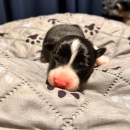 Johnny - Black and white male Border Collie puppy in Franklin, Maine from Broad Meadow Borders
