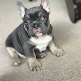 French Bulldog Puppies from McDaniel Farm and Fowl