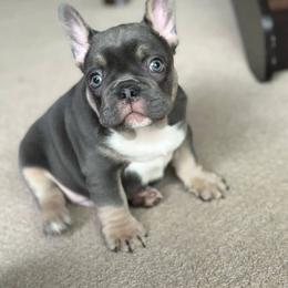 French Bulldog Puppies from McDaniel Farm and Fowl