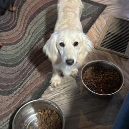 Falcor - Dachshund