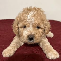 Assorted Doodle Crosses Puppies from Cotton Rose Kennels