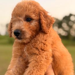 Boy1 - Red  male Goldendoodle puppy in Meridian, Mississippi from Magnolia Poodles and Doodles