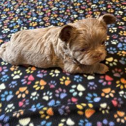 Maggie - Liver female French Bulldog puppy in Klamath Falls, Oregon from S-D Frenchies