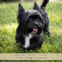 Alyx - Yorkshire Terrier