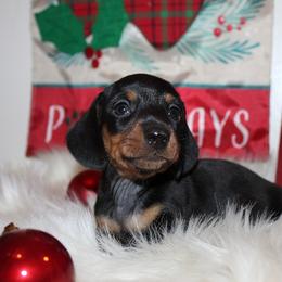 Boy 2 - Black and tan male Dachshund puppy in Craig, Colorado from Rocky Mountain Shih Tzus and Dry Creek Miniature Dachshunds