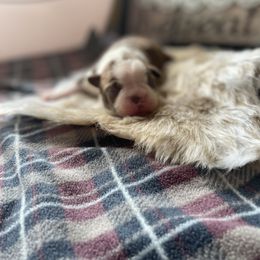 Boston Terrier Puppies from Angie's Little Bostons