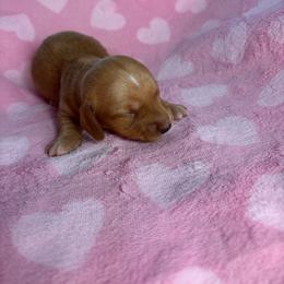 Candy - Wheaten female Dachshund puppy in Lake City, Florida from My Ditzy Doxies of Florida