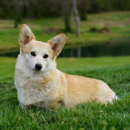 Lovie - Pembroke Welsh Corgi