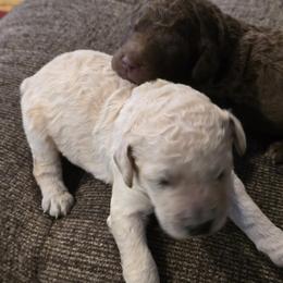 Poodle Puppies from Windy Oak Kennels