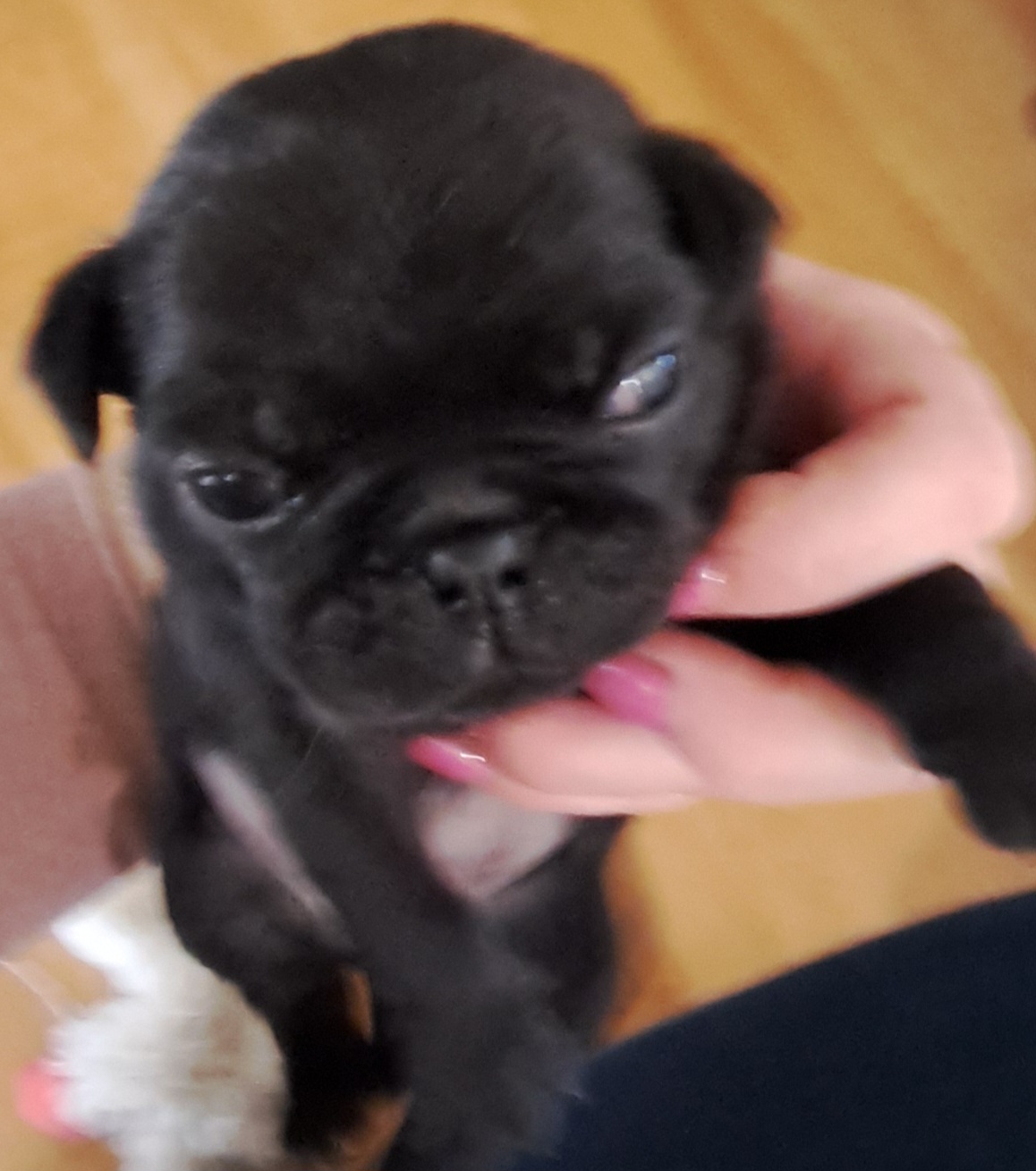 Pug Puppies from Cj Snuggle Pugs