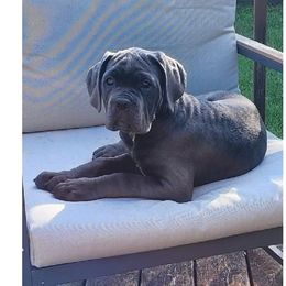 Cane Corso Puppies from Nephilim Cane Corso