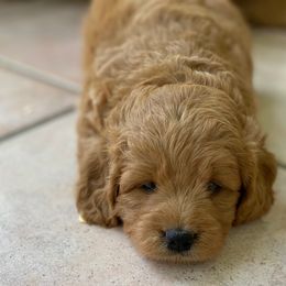 Goldendoodle Puppies from Heartshine Doodles