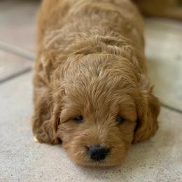 Goldendoodle Puppies from Heartshine Doodles