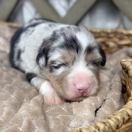 Girl 2 - Blue merle female Australian Shepherd puppy in Volant, Pennsylvania from Addie's Aussies