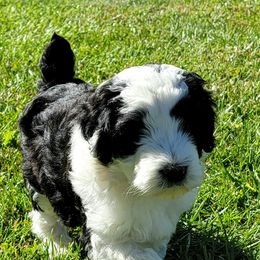 Aussiedoodle, Miniature Australian Shepherd, and Poodle Puppies from Fine and Dandy Aussiedoodles