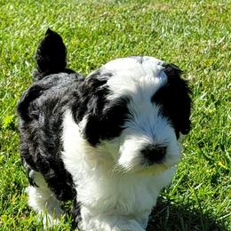Aussiedoodle, Miniature Australian Shepherd, and Poodle Puppies from Fine and Dandy Aussiedoodles