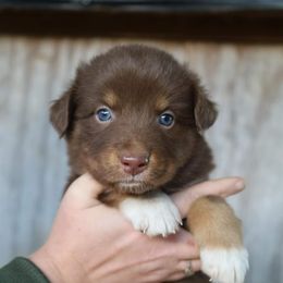 Australian Shepherd Puppies from Covenant View Farm Australian Shepherds