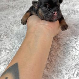 Boy 1 - Black and tan male French Bulldog puppy in Scobey, Montana from Hi-Line Frenchies