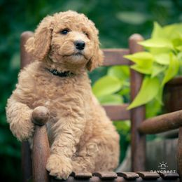 Goldendoodle Puppies from Columbia River Doodles