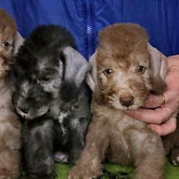 Bedlington Terrier puppies from Meridian Bedlington Terriers