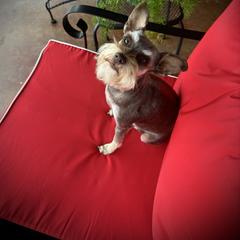 Mia - Miniature Schnauzer