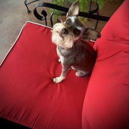 Mia - Miniature Schnauzer