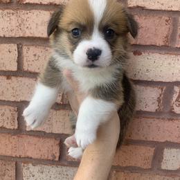 Snowflake - Red male Pembroke Welsh Corgi puppy in Cumming, Georgia from Carter’s Corgis LLC