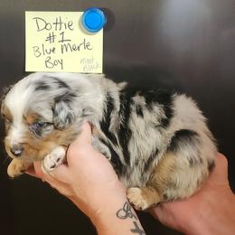 Dottie boy 1 - Blue merle male Miniature Australian Shepherd puppy in Hampton, Tennessee from TC Farms Stock Dogs - Miniature Australian Shepherds