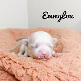 EmmyLou - White female Maltese puppy in Morehead, Kentucky from Paw Perfect Pets