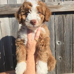 Apple Jack - Blue Collar - Red male Double Doodle puppy in Rowlett, Texas from Parrish Precious Ones Texas