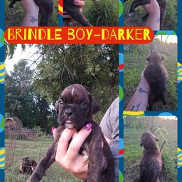 Boy 2 - Brindle male Boxer puppy in Hopkins, Michigan from Truax Farms