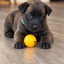 Light blue - Red sable male Belgian Malinois puppy in Highland City, Florida from VonSal Kennels