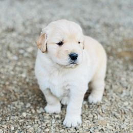 Golden Retriever and Pug Puppies from Copperfield’s Goldens