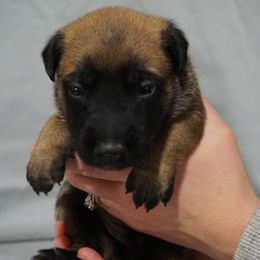 Belgian Malinois and Labrador Retriever Puppies from Elite Canine Training & Outfitters