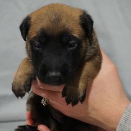 Belgian Malinois and Labrador Retriever Puppies from Elite Canine Training & Outfitters